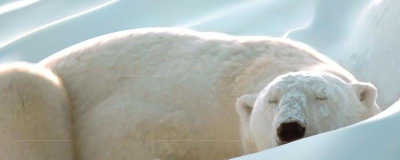 熊是怎么过冬的，为什么要冬眠（熊是怎么过冬的,为什么要冬眠的）