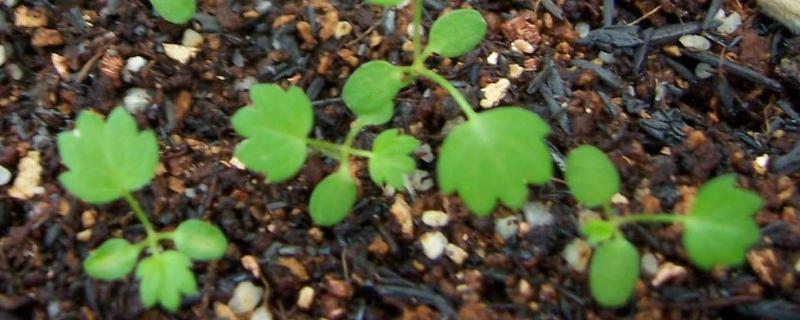 种子都靠什么传播种子（种子是靠什么传播的）