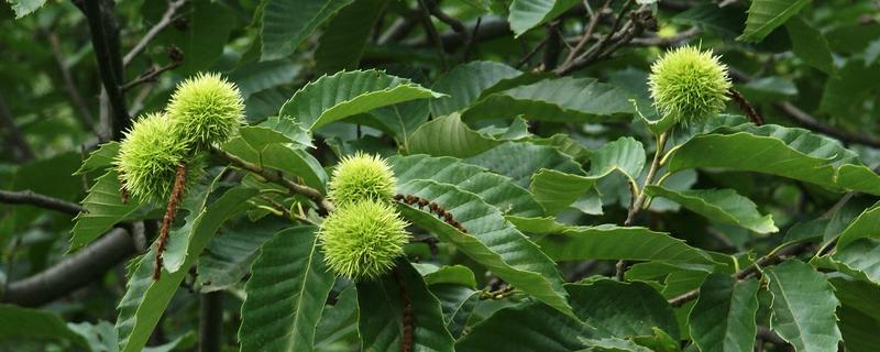 板栗树长什么样，附储存方法 板栗下树后怎么保存