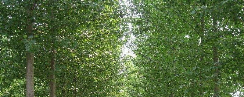 小青杨是常绿的还是落叶的 黄杨常绿还是落叶