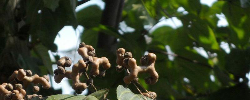 鼠李根树长什么样 鼠李根树长什么样子