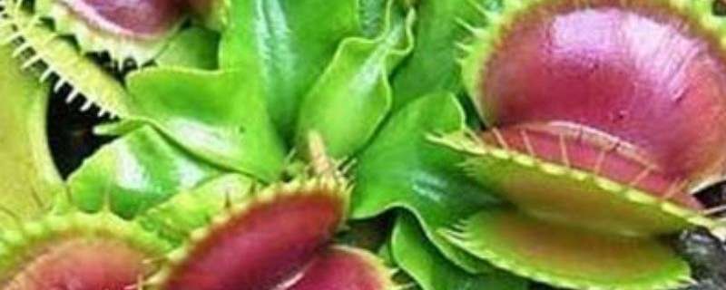 食虫草黑了怎么办 食虫草黑了是怎么回事