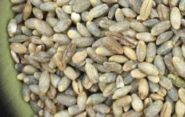 白青稞的功效与作用 白青稞的功效与作用及禁忌