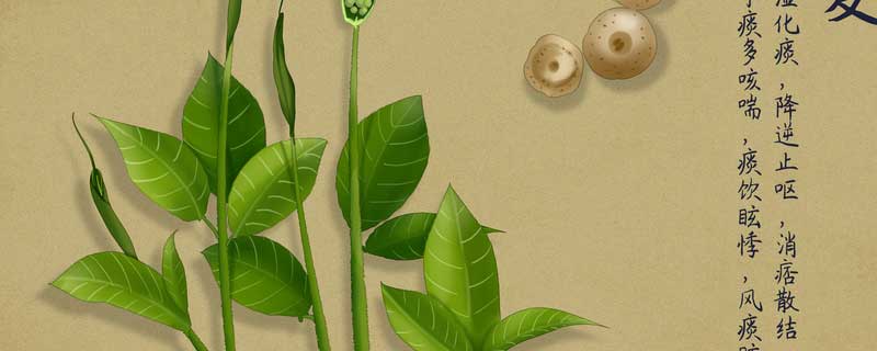 半夏什么时候播种 半夏什么时候播种最合适