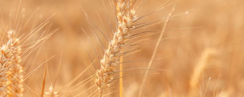 丰德存麦21小麦品种（丰德存麦21小麦品种介绍）