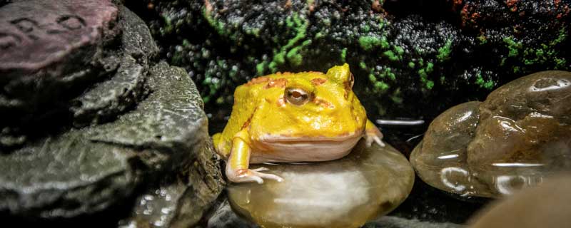蛙的种类 食用蛙的种类