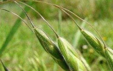 野燕麦的功效与作用（野燕麦的功效与作用禁忌）