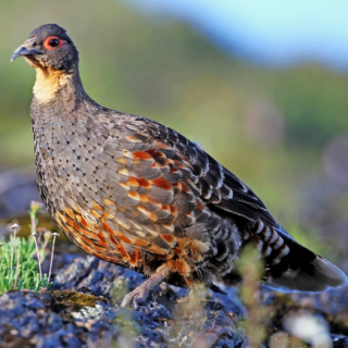 稚鹑是几级保护动物 鹌鹑是几级保护动物