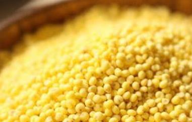 糯小米和粘小米的功效与作用(粘小米有什么功效)