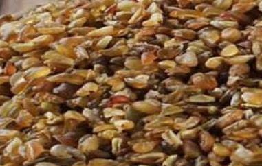 苦荞麦怎么吃最好 苦荞麦正确吃法