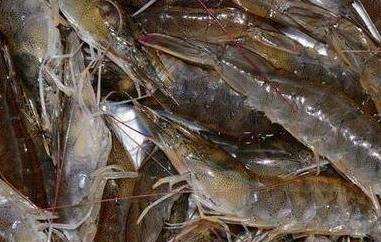 基围虾的营养价值（九节虾和基围虾的营养价值）