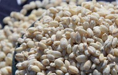 青稞粥怎么熬 青稞粥怎么熬好吃