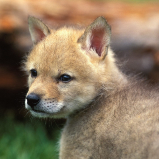 什么动物是人类最早驯化的 人类最早驯化的动物是什么?