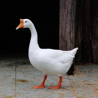 大鹅的祖先是什么（大鹅的祖先是什么恐龙）