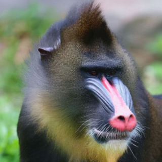 世界上最吓人的猴子是什么（世界上最吓人的猴子是什么猴子）