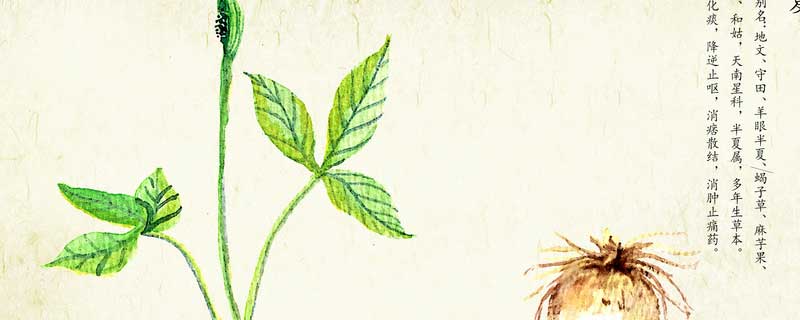 半夏种植选择什么土壤和条件（半夏的种植条件要求）