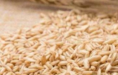 燕麦粒的功效与作用（燕麦粒的功效与作用是什么）