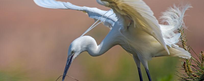 白鹭如何繁殖（白鹭如何繁殖后代的过程）