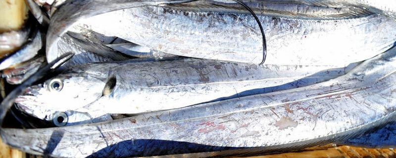 带鱼是淡水鱼还是海鱼，主要分布在哪