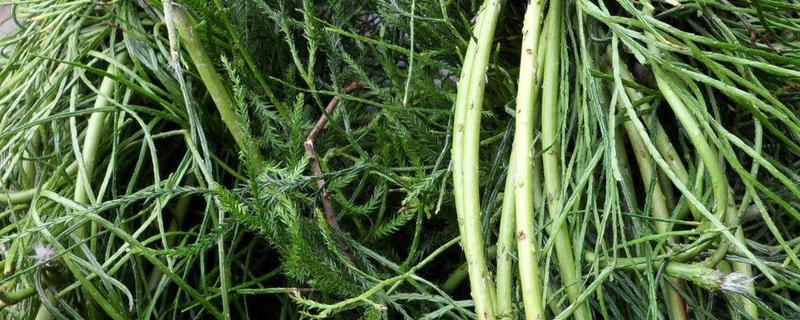 舒筋草伸筋草的区别，舒筋草的作用 舒筋草的作用是什么