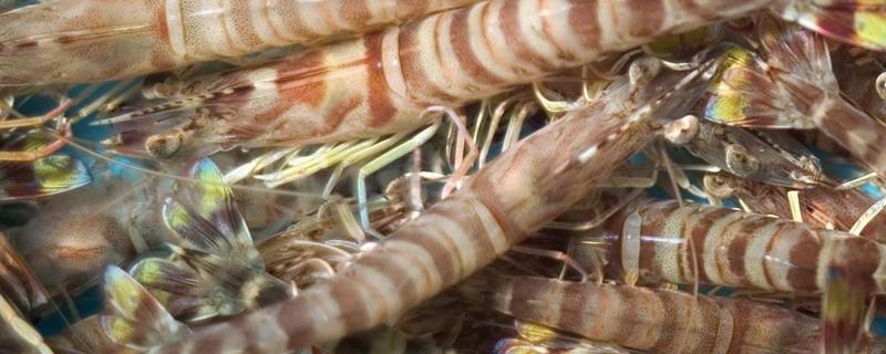 花虾和斑节虾的区别，斑节虾怎么养（斑节对虾和斑节虾一样吗）