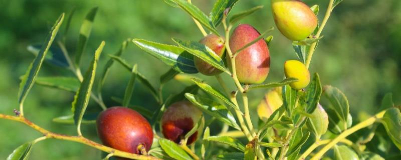 枣树四大虫害枣尺蠖、食心虫、枣粘虫、红蜘蛛防治技术