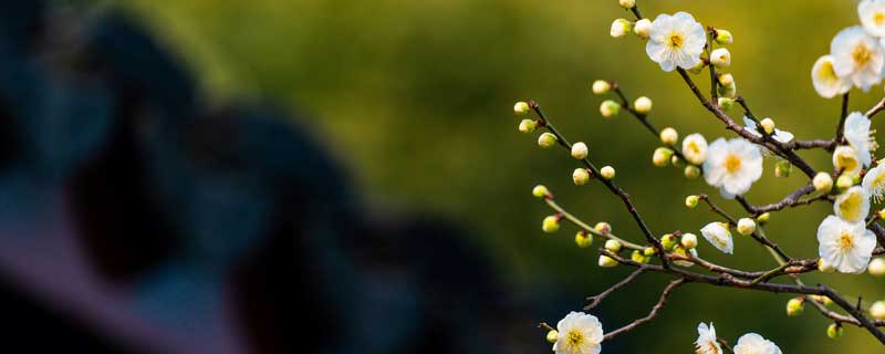 淘米水能浇花吗（淘米水可以浇花吗?适合哪种花呢?）