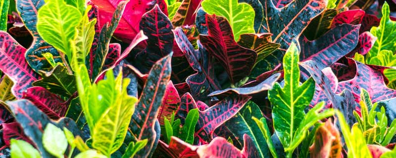 变叶木掉叶子是怎么回事（变叶木落叶怎么办）