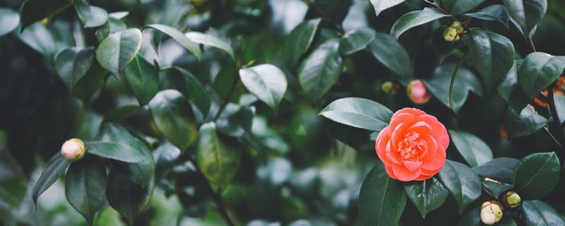 山茶花的盆栽方法（山茶花栽种方法）