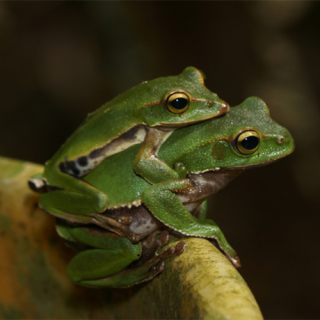 夏天青蛙为什么会呱呱呱叫个不停 小青蛙为什么会呱呱叫
