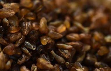 黑苦荞米的作用与功效（黑苦荞米的作用与功效及禁忌）