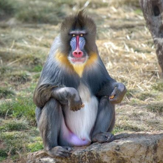 世界上最大的猴子是什么（世界上最大的猴子是什么?是大猩猩还是山魈）