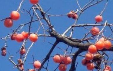 柿子树枝的功效与作用 柿子枝的功效和作用