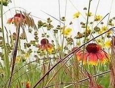 野燕麦的功效与作用及食用方法 野燕麦的功效与作用及食用方法及禁忌