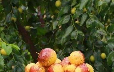 冬枣和雪枣的区别(冬枣和雪枣的区别是什么)