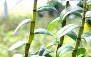 石斛对男人的功效有哪些 石斛对男人的功效有哪些禁忌