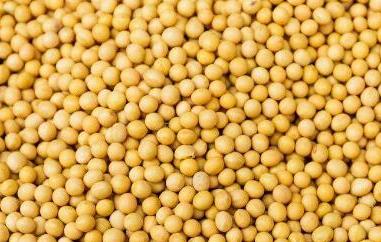 芥末籽怎么使用（芥末籽怎么吃）