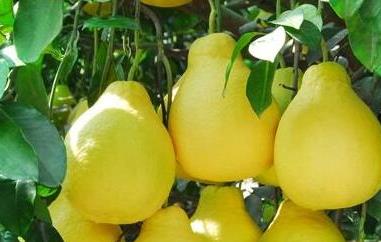 酸柚子的功效与作用（酸柚子有什么功效与作用）