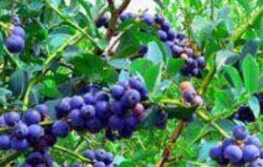 蓝梅叶子泡茶有什么功效与作用 蓝莓泡水喝的功效