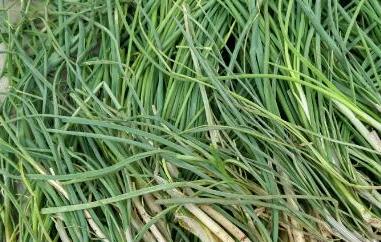 野葱哪些人不能吃 野葱什么人不能吃