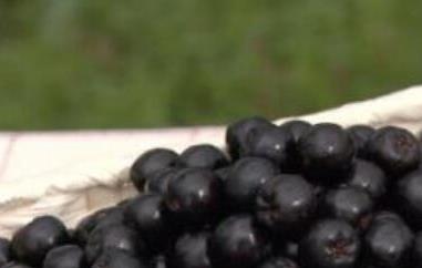 黑果花椒的功效与作用及禁忌（黑果花椒有什么作用）