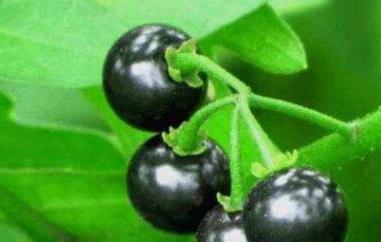 龙葵果的功效与作用及食用方法（龙葵果的功效与作用及食用方法及禁忌）