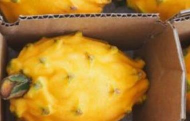 麒麟果和黄龙果的区别 麒麟果和黄龙果的区别图