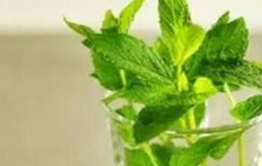 薄荷泡水喝有什么好处 薄荷泡水喝有什么好处的功效
