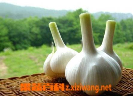 大蒜的功效和作用 大蒜的功效和作用禁忌