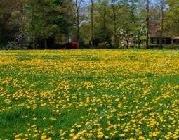 蒲公英的花语与寓意是什么 蒲公英的寓意和花语