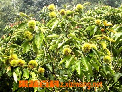 栗子的做法 栗子怎么做好吃又简单家常做法