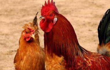公鸡和母鸡的区别 公鸡和母鸡的区别哪个有营养
