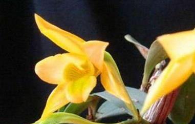 翅梗石斛的种植方法 翅萼石斛种植方法