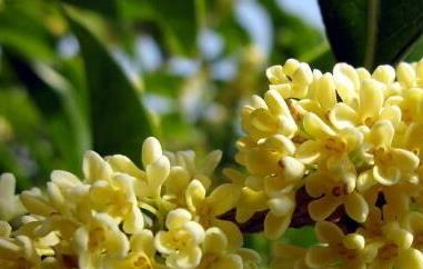 鲜桂花能直接泡水喝吗（鲜桂花可不可以泡开水喝）